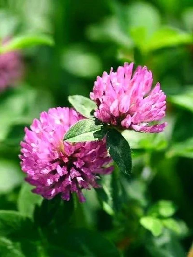 幸运草红三叶四季青多年生牧草种子绿化草籽三叶草耐寒