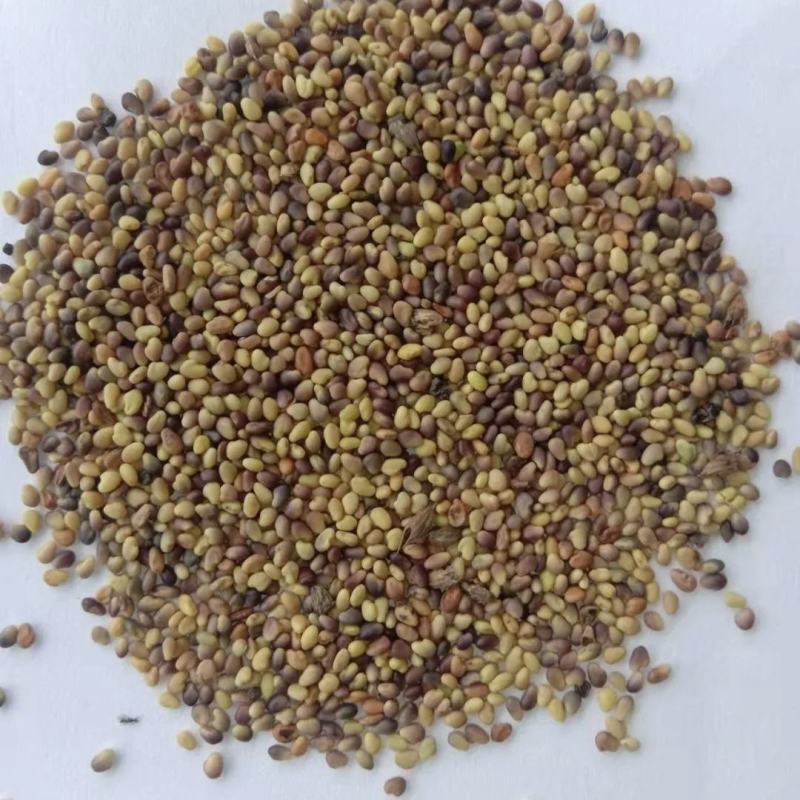 幸运草红三叶四季青多年生牧草种子绿化草籽三叶草耐寒