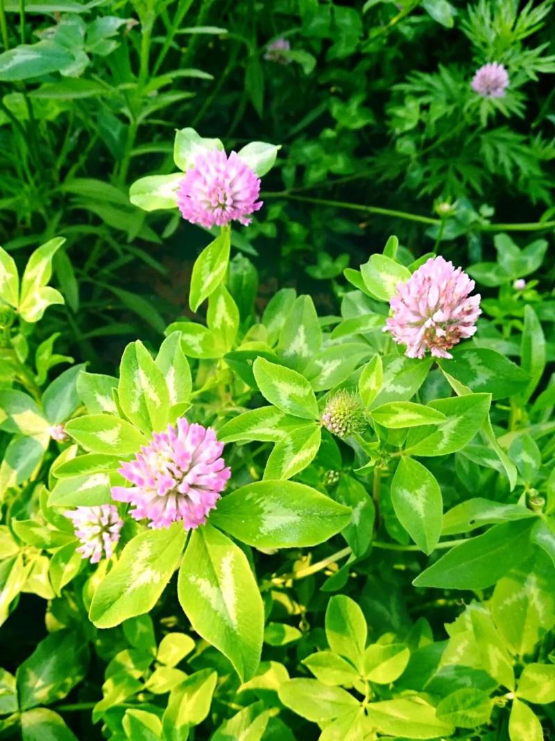 幸运草红三叶四季青多年生牧草种子绿化草籽三叶草耐寒