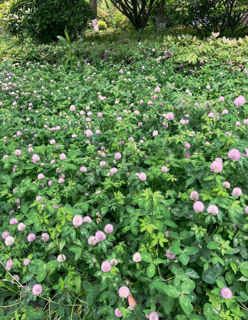 幸运草红三叶四季青多年生牧草种子绿化草籽三叶草耐寒