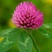 幸运草红三叶四季青多年生牧草种子绿化草籽三叶草耐寒