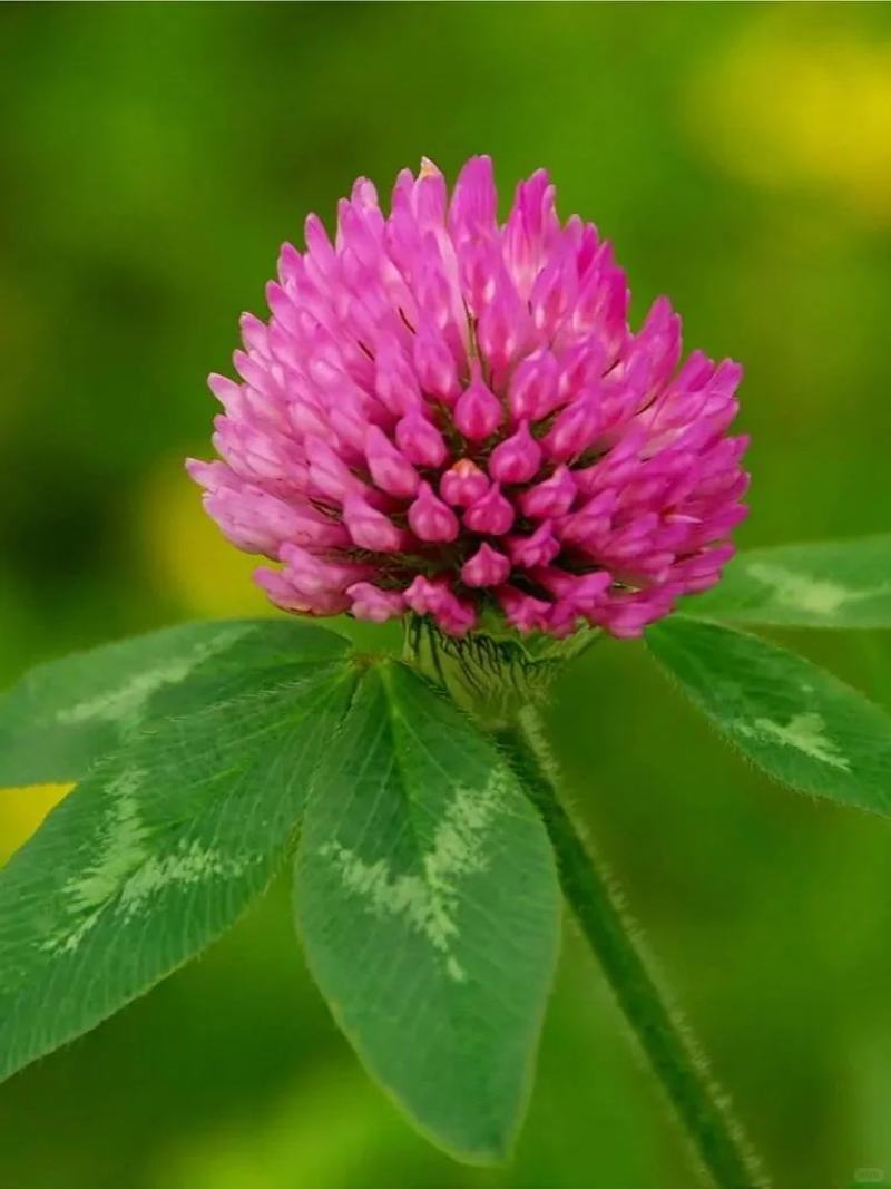 幸运草红三叶四季青多年生牧草种子绿化草籽三叶草耐寒