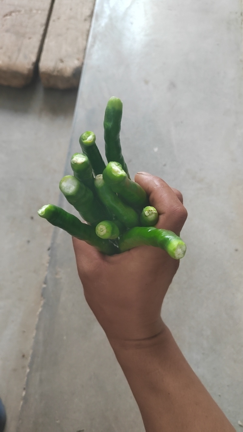 二荆条鲜辣椒