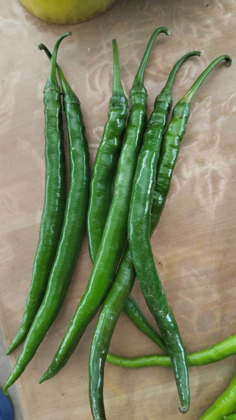 二荆条鲜辣椒