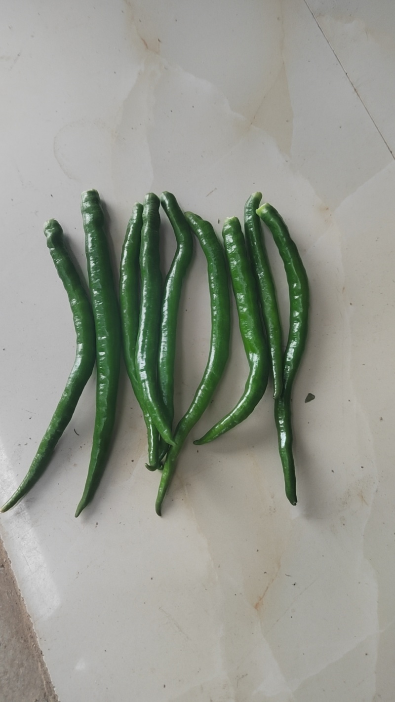 二荆条鲜辣椒
