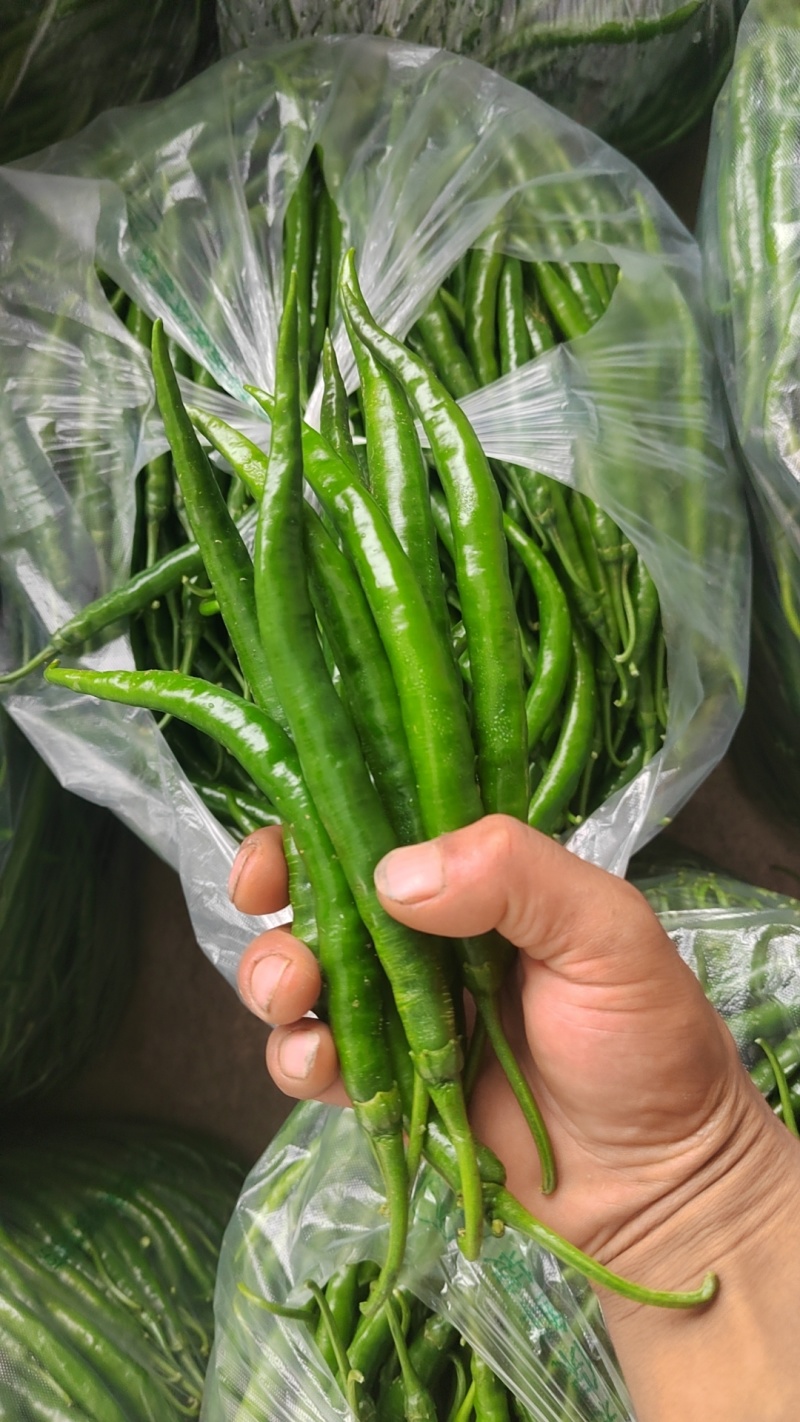 二荆条鲜辣椒