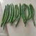 二荆条鲜辣椒