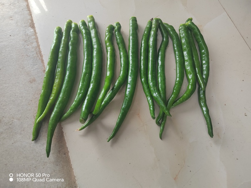 二荆条鲜辣椒
