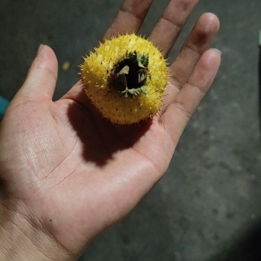 刺梨