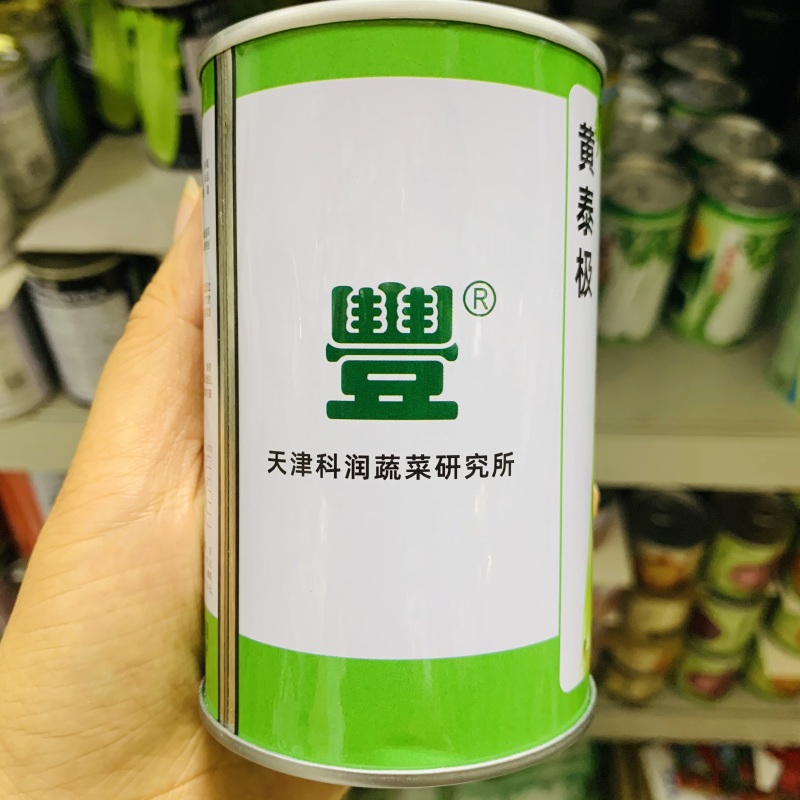 天津科润黄泰极空心芹种子早熟速生空心黄心芹菜种子脆嫩味浓
