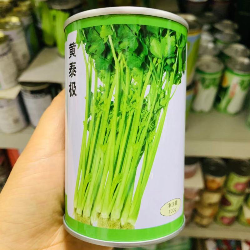 天津科润黄泰极空心芹种子早熟速生空心黄心芹菜种子脆嫩味浓