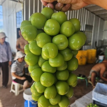 陕西阳光玫瑰葡萄大量供应对接各种平台渠道诚信经营
