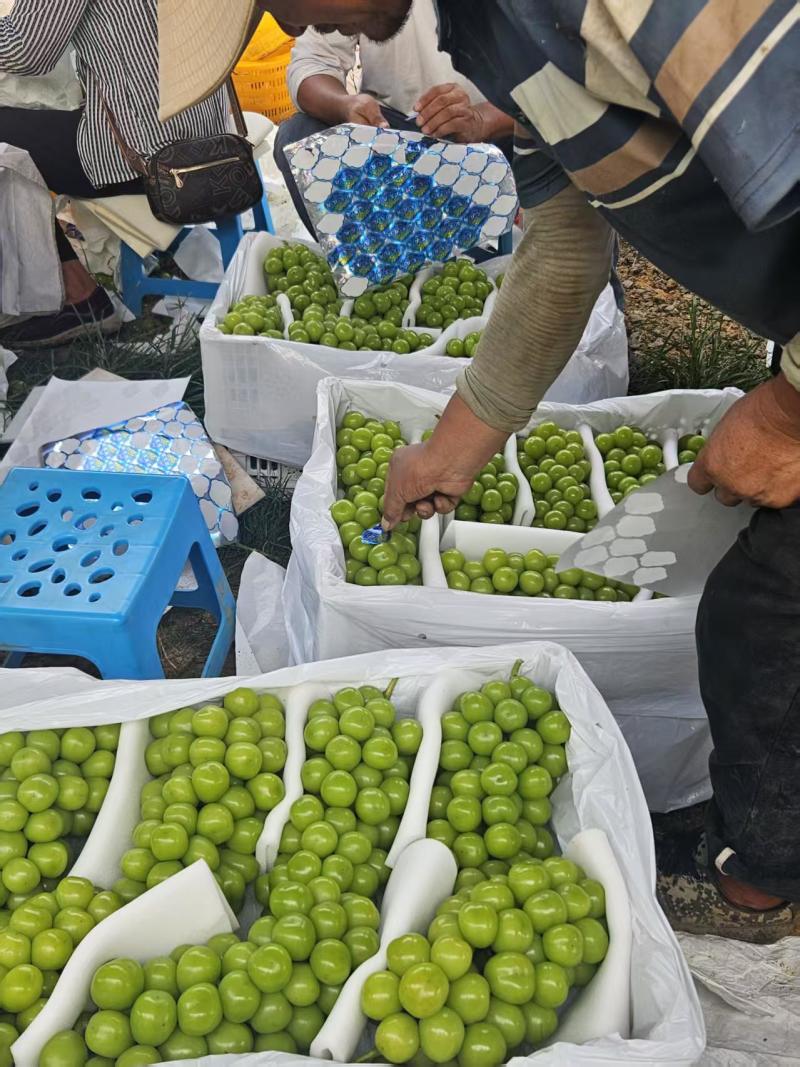陕西阳光玫瑰葡萄大量供应对接各种平台渠道诚信经营