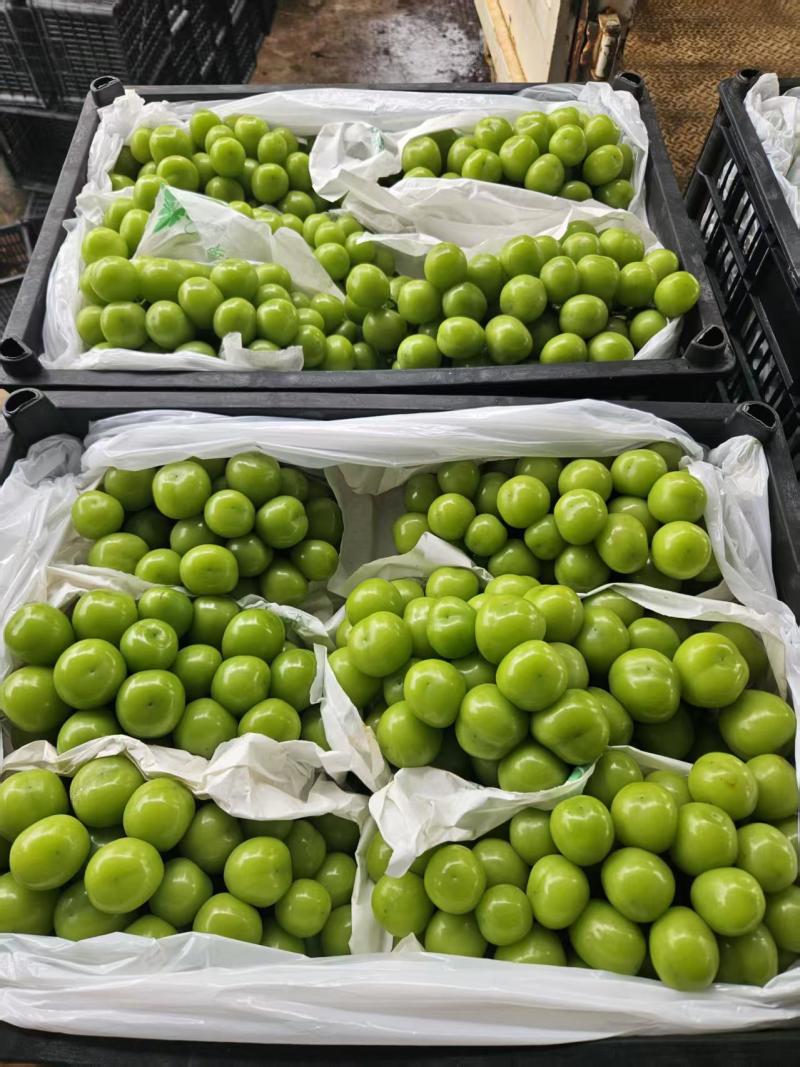 陕西阳光玫瑰葡萄大量供应对接各种平台渠道诚信经营