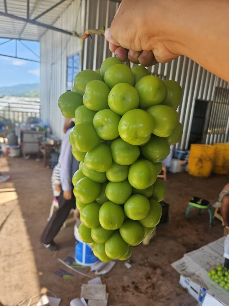 陕西阳光玫瑰葡萄大量供应对接各种平台渠道诚信经营