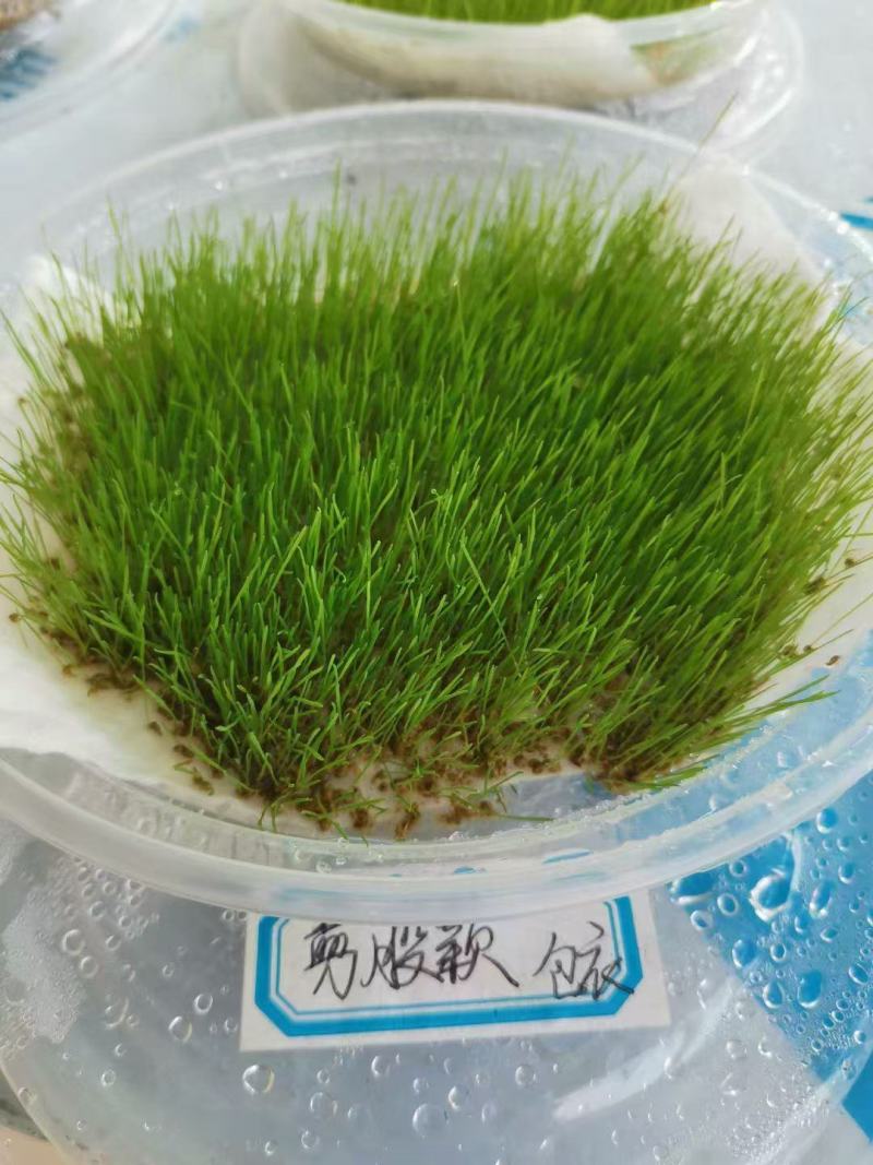 剪股颖种子庭院矮生剪股颖草籽耐寒进口耐踏草籽矮生超矮草