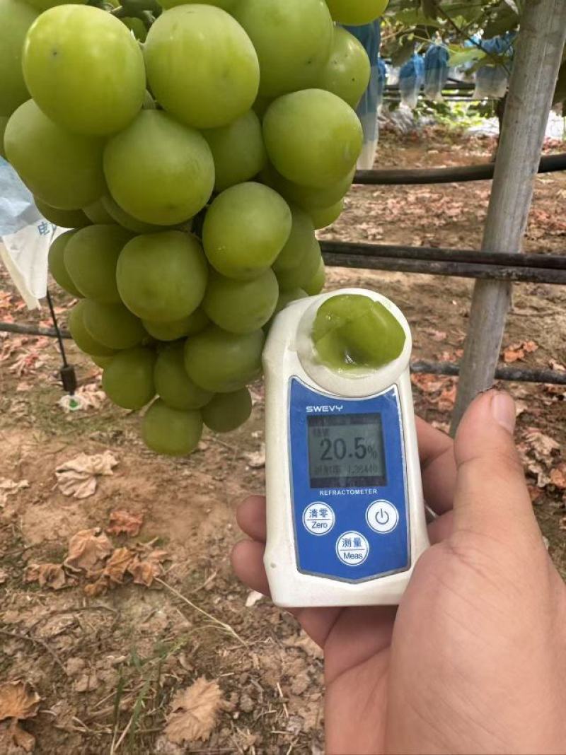 《陕西》精品阳光玫瑰大量供应现货颗粒大糖度高硬度好耐运输