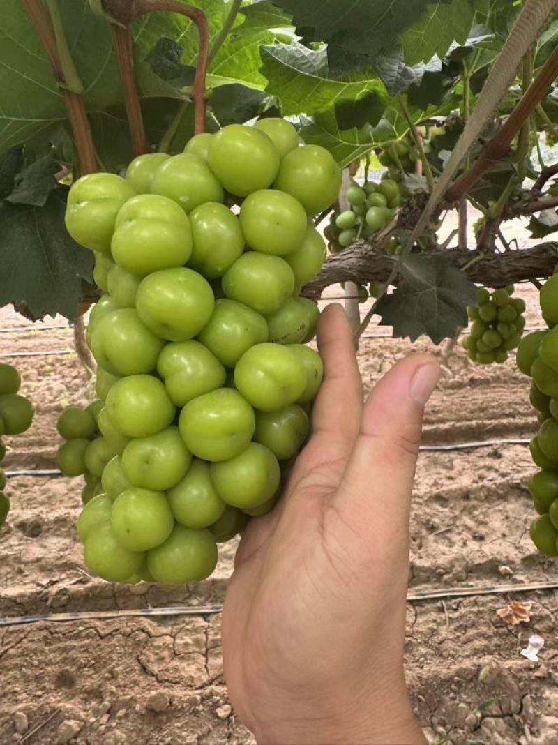 《陕西》精品阳光玫瑰大量供应现货颗粒大糖度高硬度好耐运输