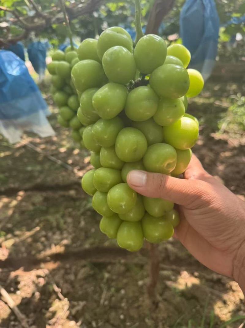 《陕西》精品阳光玫瑰大量供应现货颗粒大糖度高硬度好耐运输