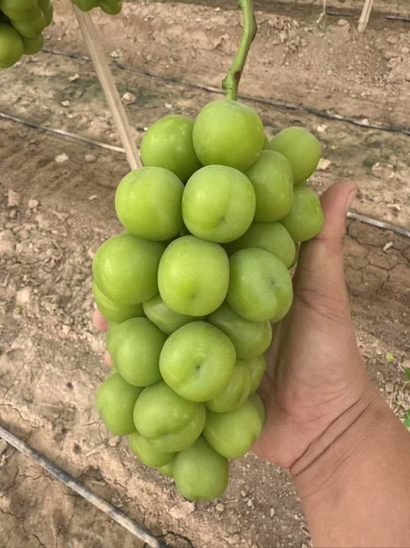 《陕西》精品阳光玫瑰大量供应现货颗粒大糖度高硬度好耐运输