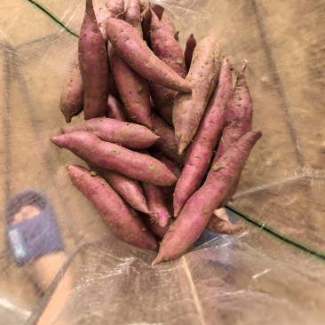 湖北板栗红薯大量上市