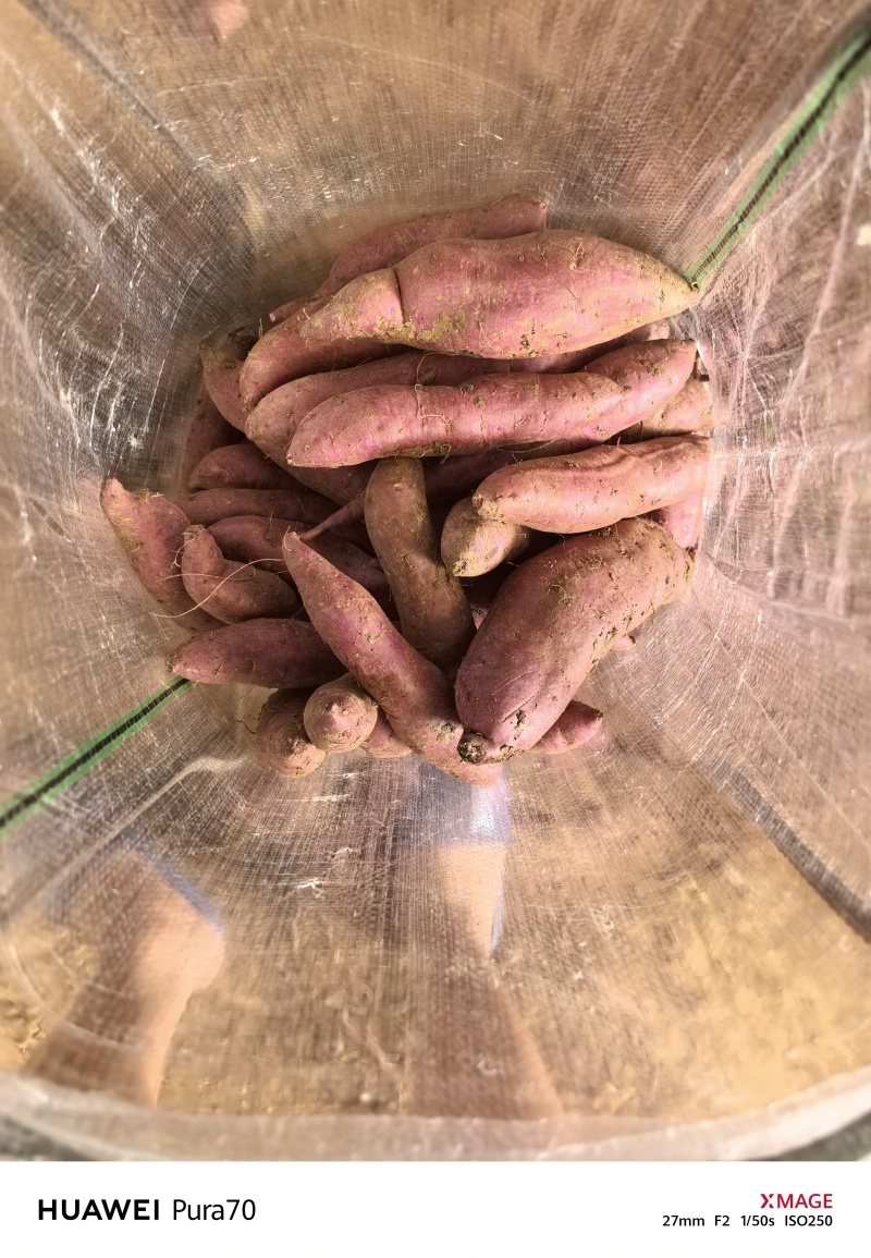湖北板栗红薯大量上市