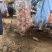湖北板栗红薯大量上市