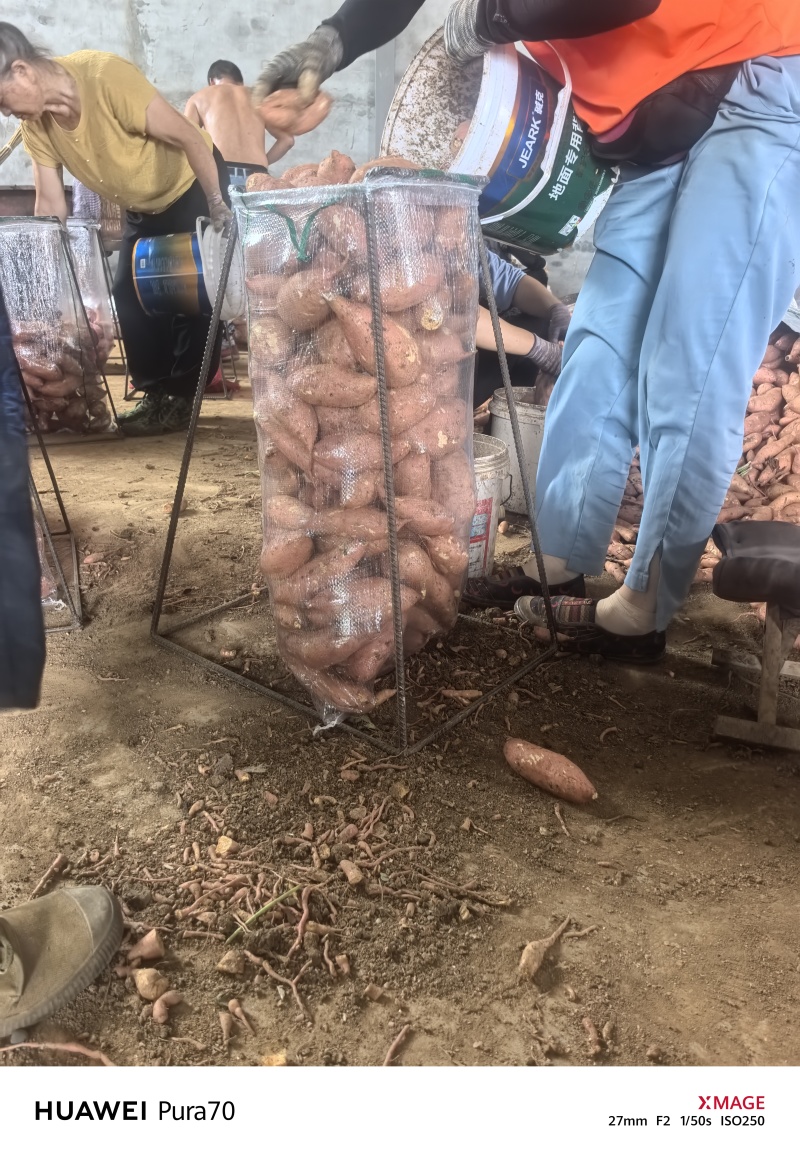 湖北板栗红薯大量上市