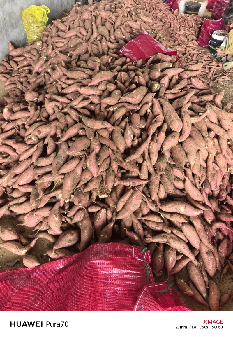 湖北板栗红薯大量上市