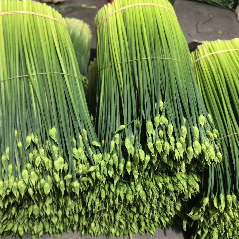 韭菜花20亩新菜上市