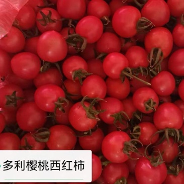 多利圣女果樱桃西红柿自产自销保证质量全国发货支持代发