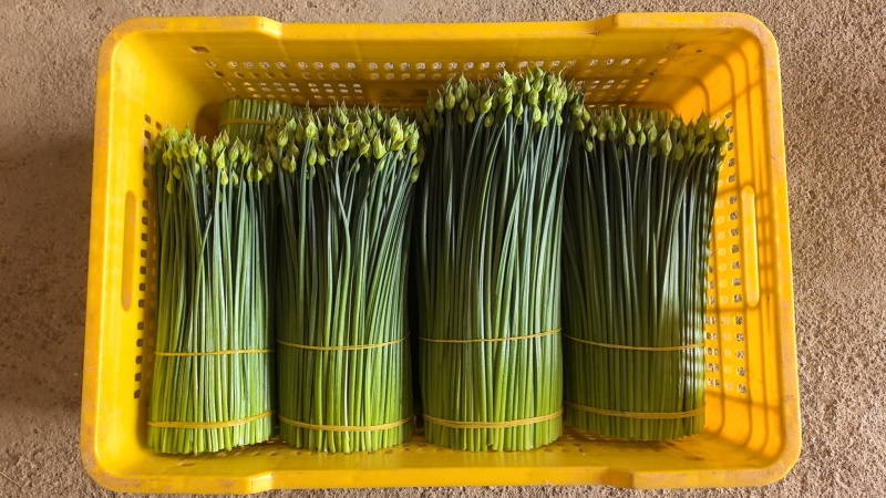 韭菜花20亩新菜上市