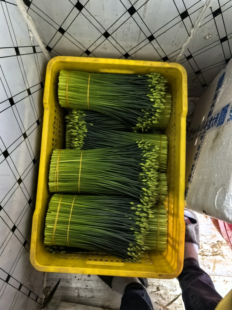 韭菜花20亩新菜上市