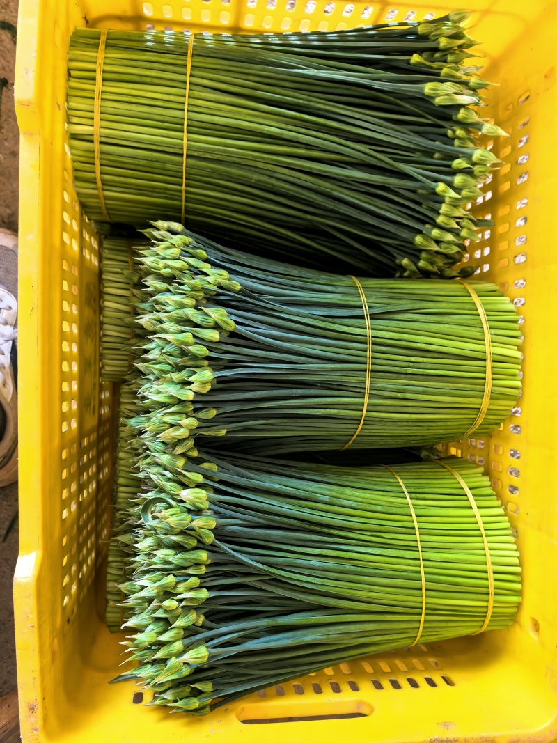 韭菜花20亩新菜上市
