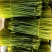 韭菜花20亩新菜上市