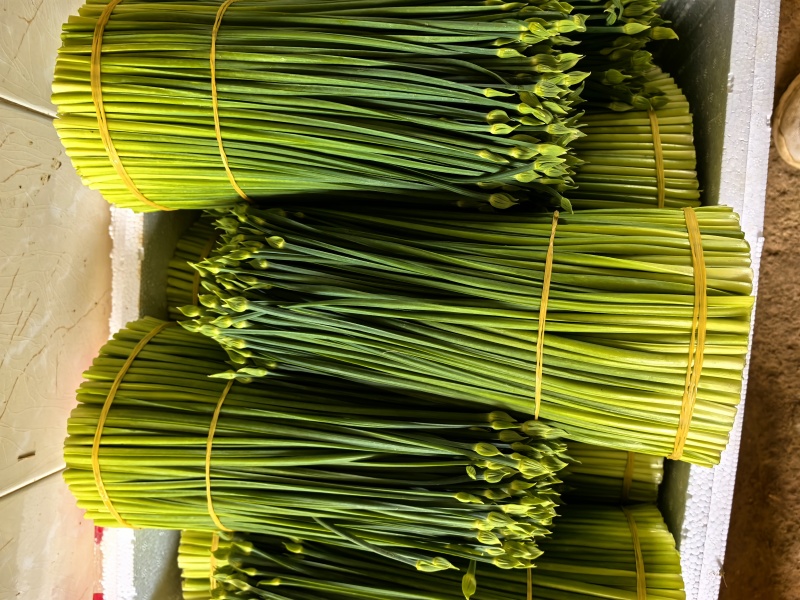 韭菜花20亩新菜上市
