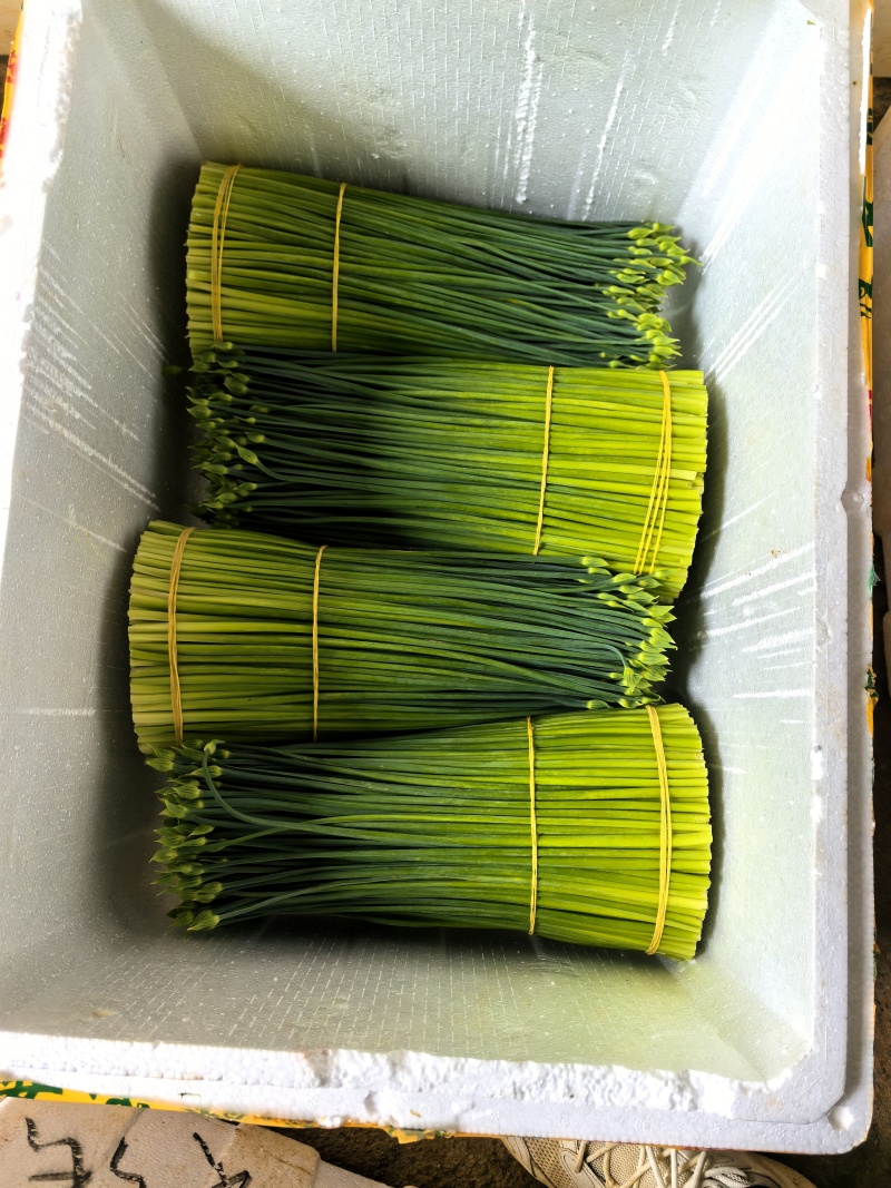 韭菜花20亩新菜上市