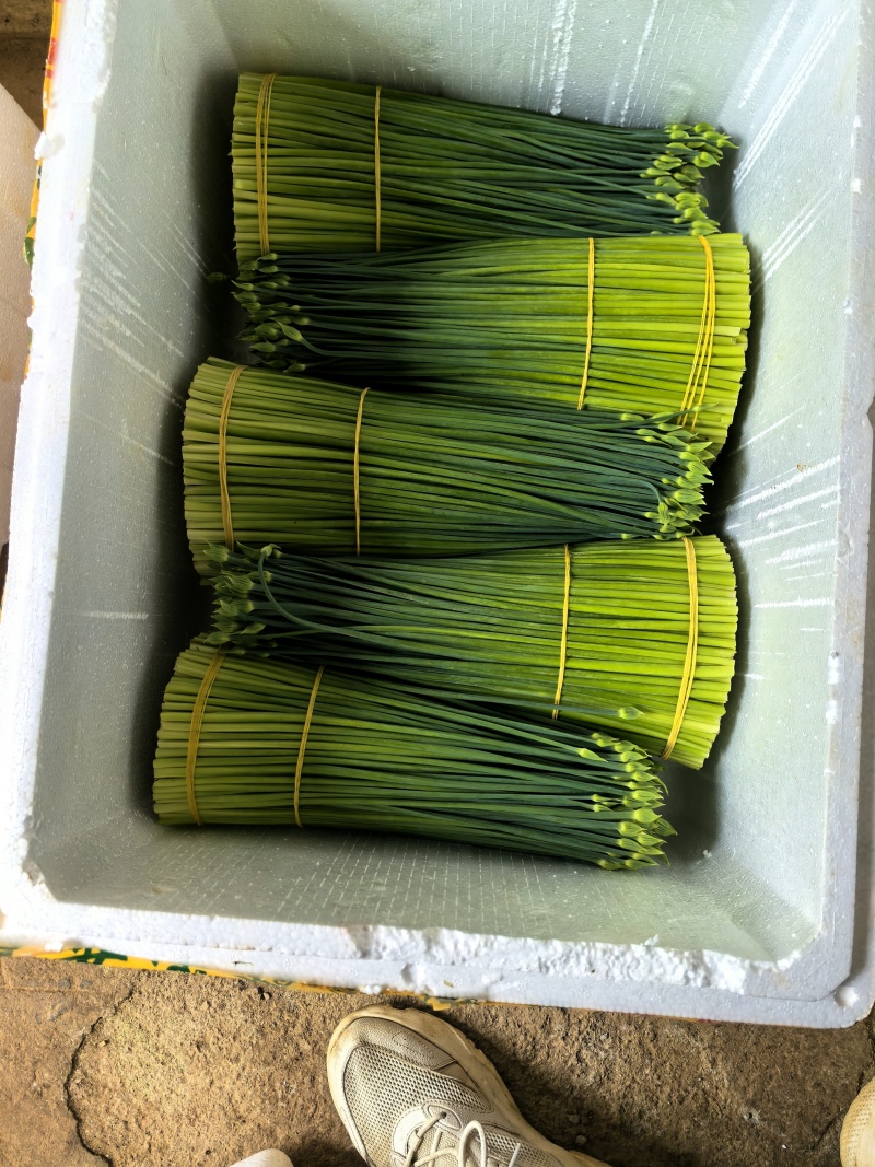 韭菜花20亩新菜上市