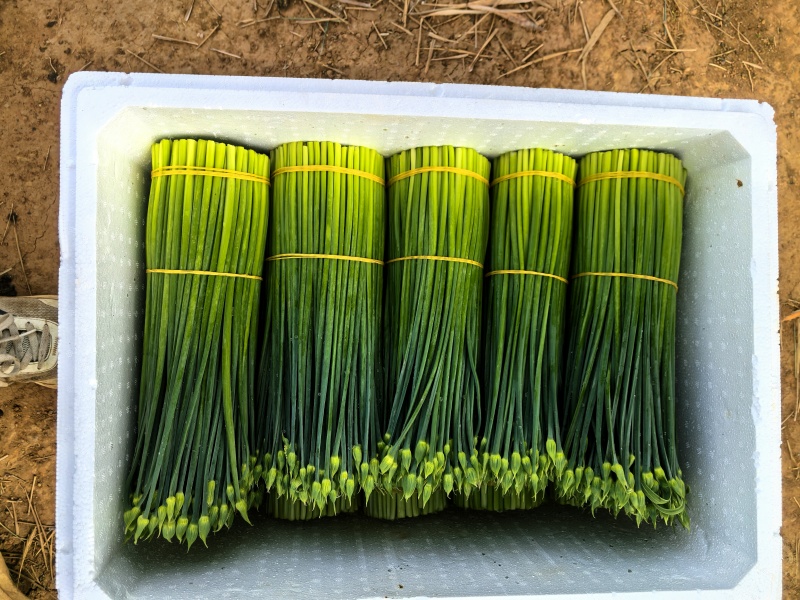 韭菜花20亩新菜上市