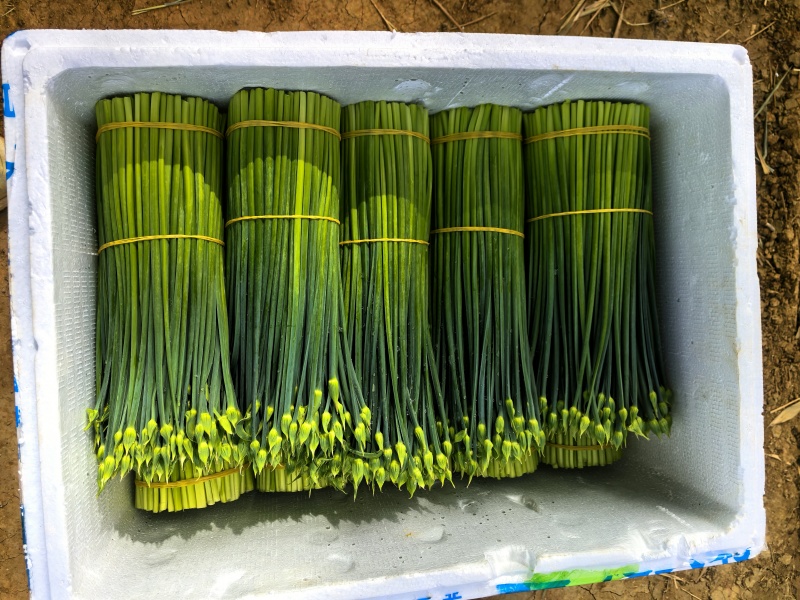 韭菜花20亩新菜上市