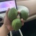 广东香水柠檬批发