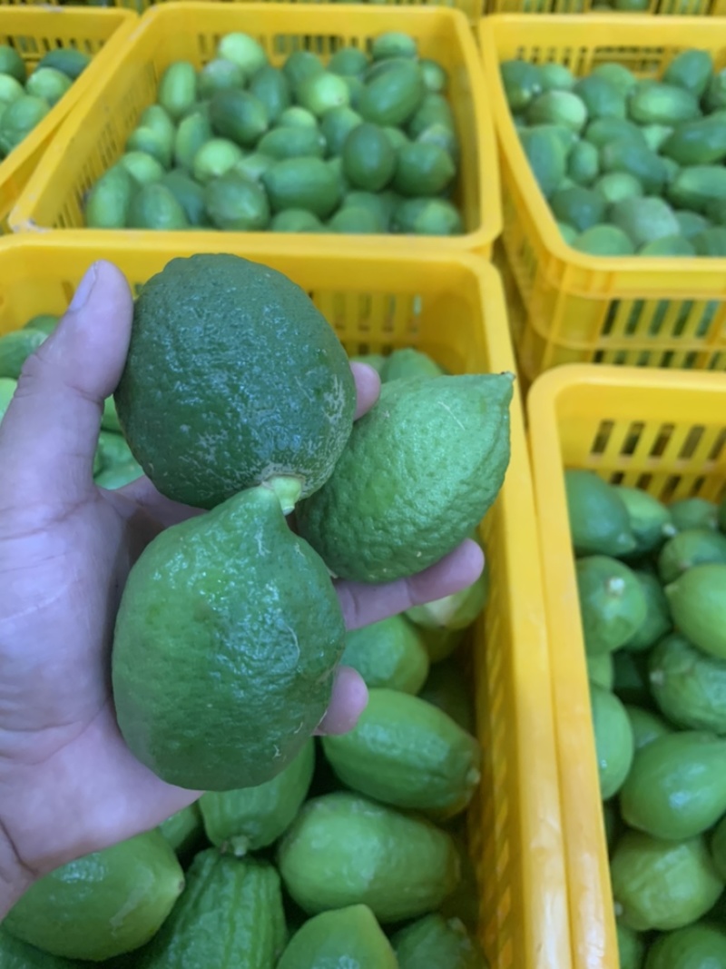 广东香水柠檬批发