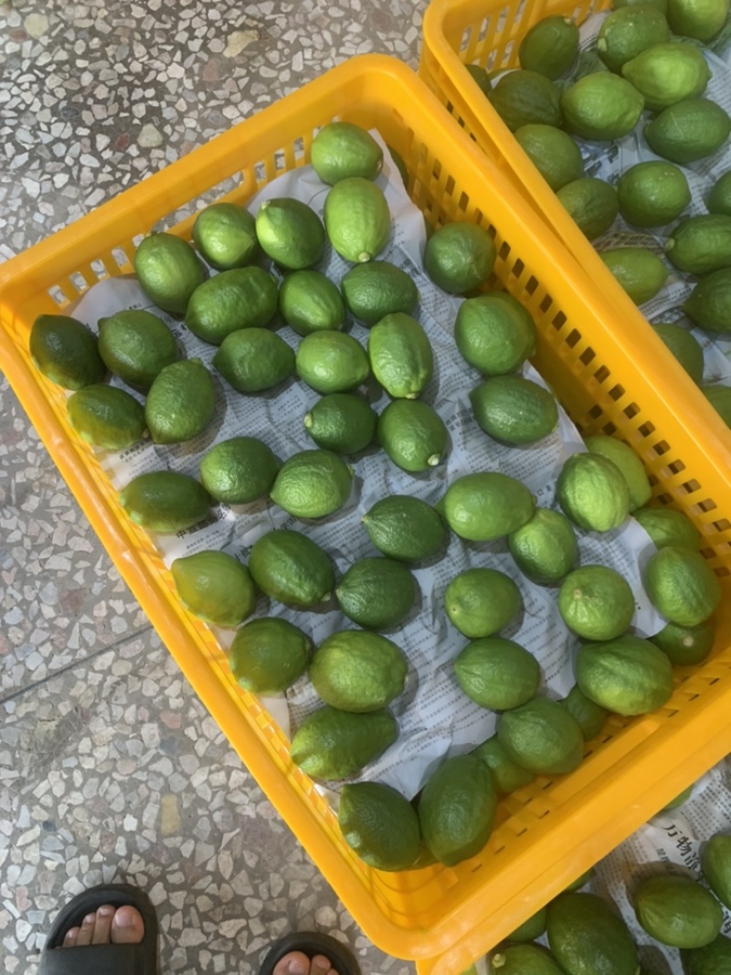 广东香水柠檬批发