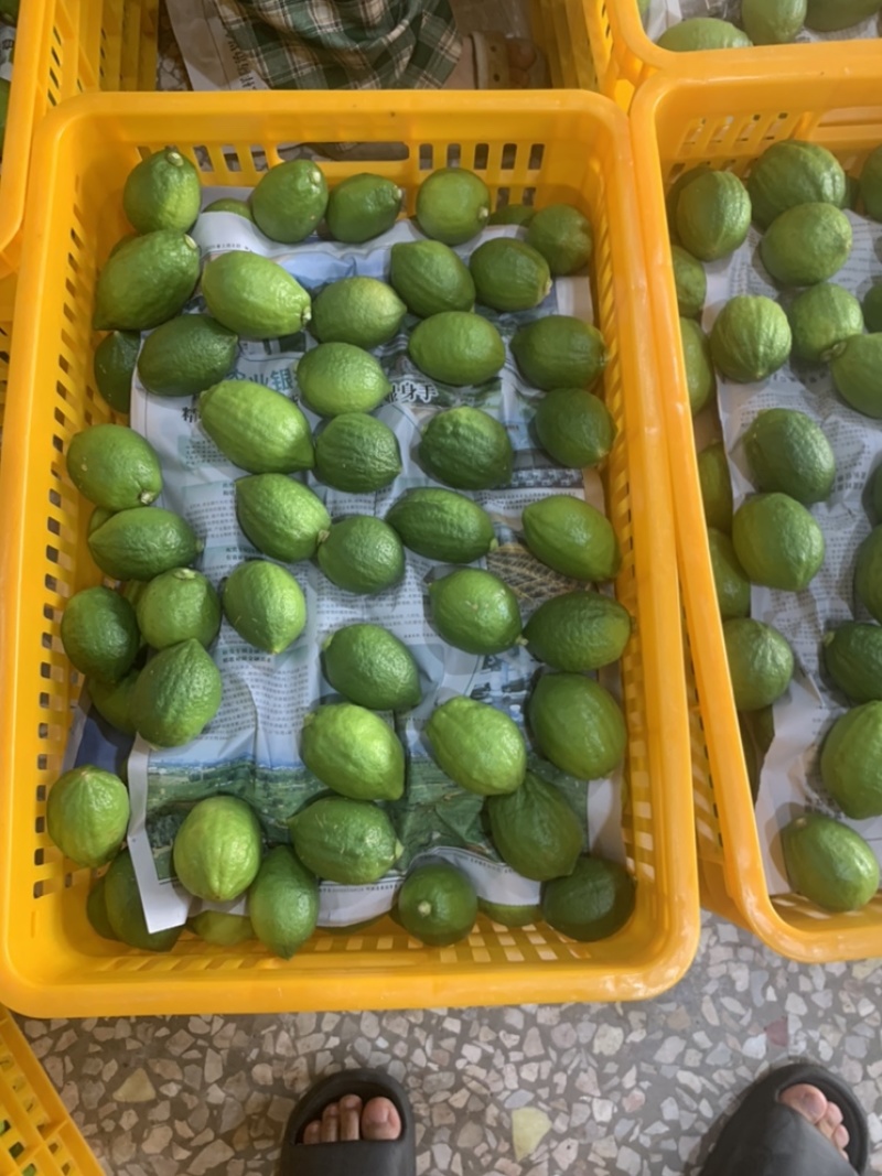 广东香水柠檬批发