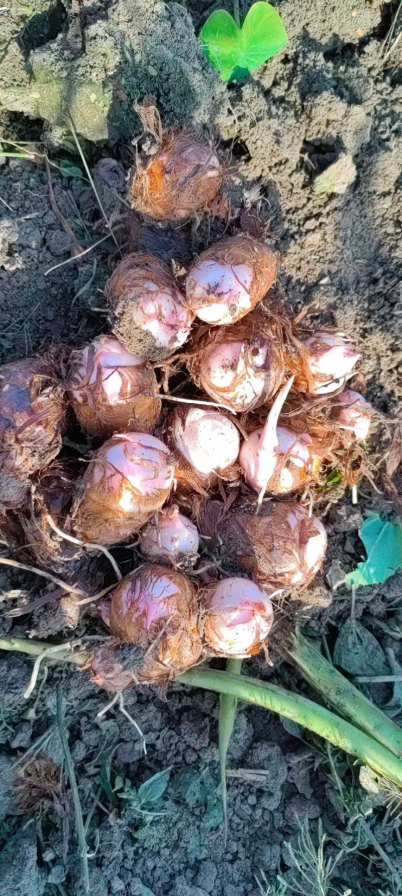 香芋河南基地直供大量上市诚信经营可视频看货！