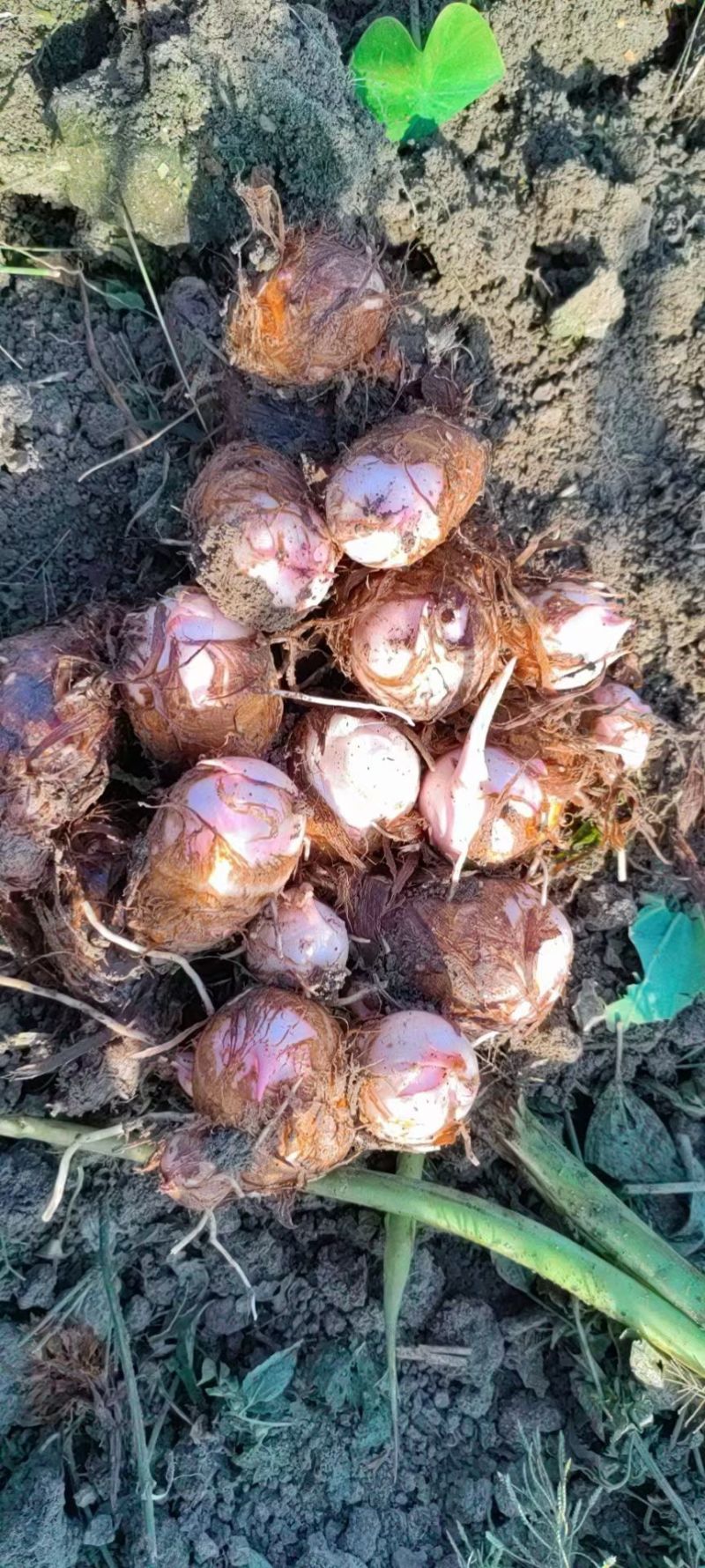 香芋河南基地直供大量上市诚信经营可视频看货！