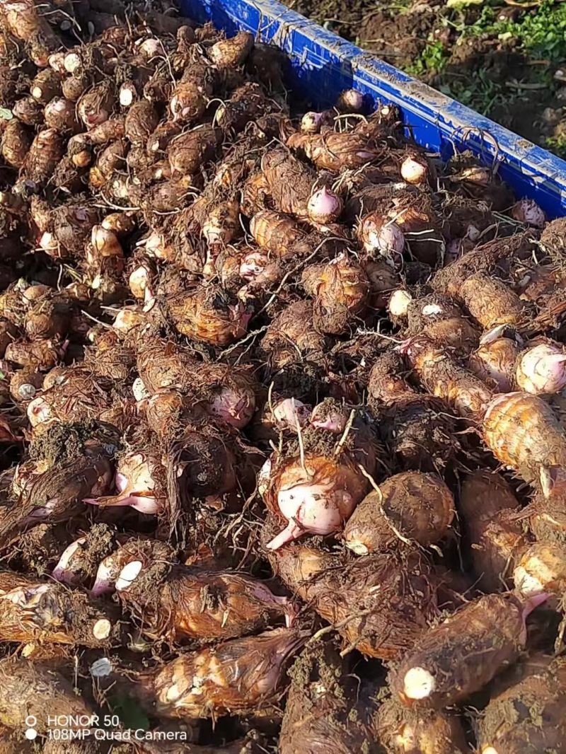 香芋河南基地直供大量上市诚信经营可视频看货！