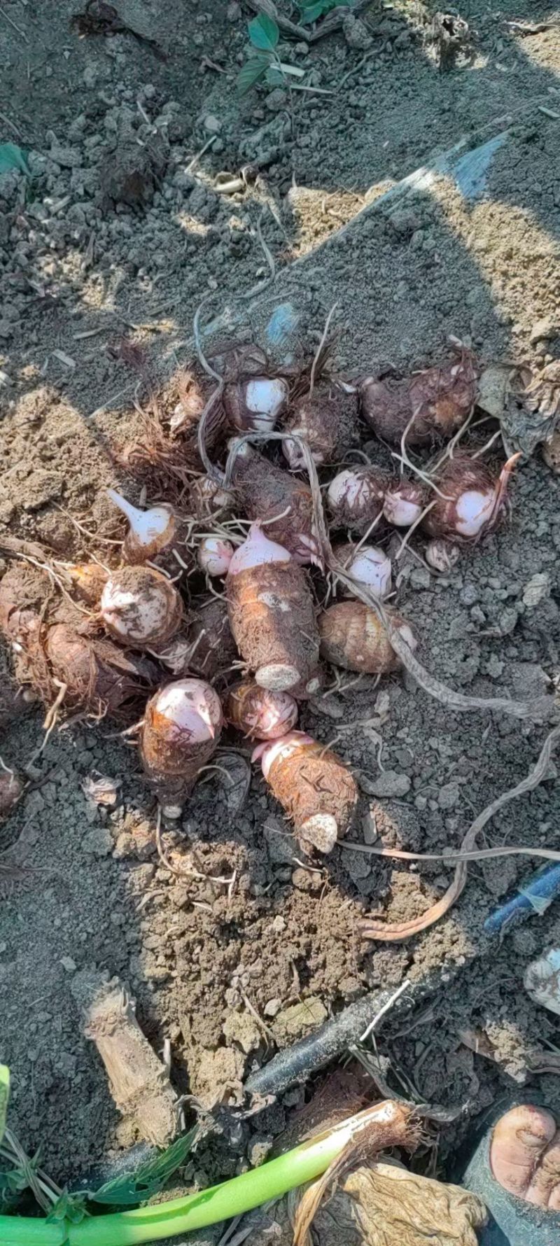 香芋河南基地直供大量上市诚信经营可视频看货！