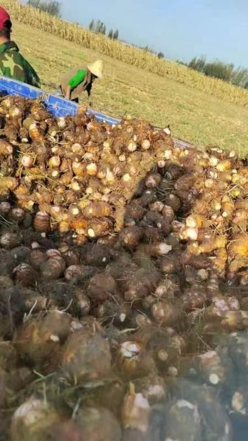 香芋河南基地直供大量上市诚信经营可视频看货！