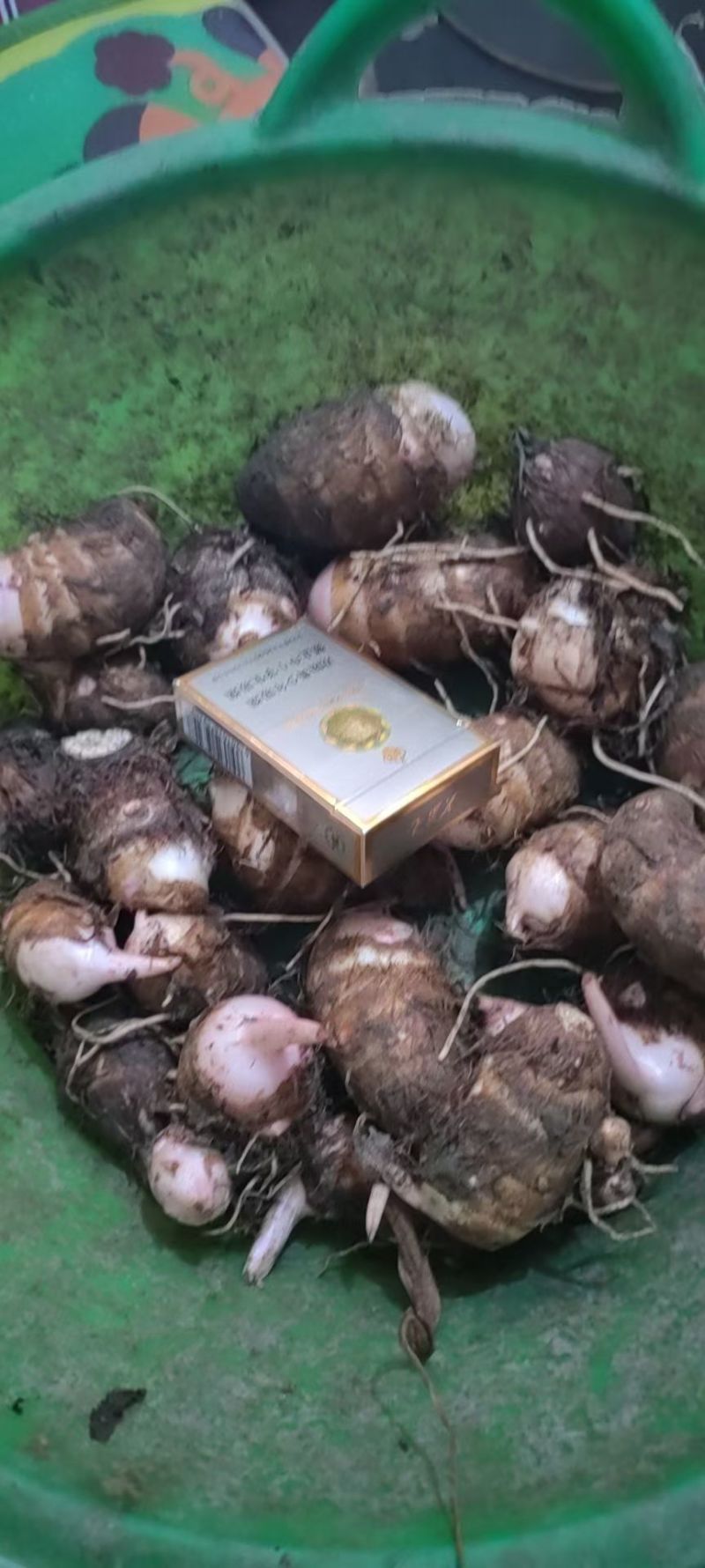香芋河南基地直供大量上市诚信经营可视频看货！